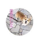 ジル(コーギー)でございます。(2)（個別スタンプ：2）