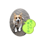 ジル(コーギー)でございます。(2)（個別スタンプ：3）