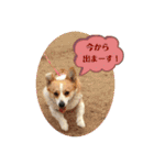 ジル(コーギー)でございます。(2)（個別スタンプ：4）