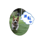 ジル(コーギー)でございます。(2)（個別スタンプ：8）