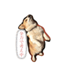 ジル(コーギー)でございます。(2)（個別スタンプ：10）
