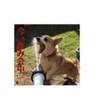 ジル(コーギー)でございます。(2)（個別スタンプ：11）