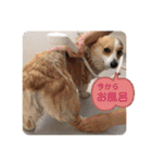 ジル(コーギー)でございます。(2)（個別スタンプ：12）