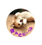 ジル(コーギー)でございます。(2)（個別スタンプ：16）