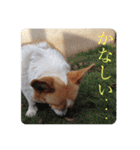 ジル(コーギー)でございます。(2)（個別スタンプ：22）