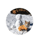 ジル(コーギー)でございます。(2)（個別スタンプ：24）