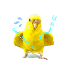 我が家のスタンプ！(鳥！猫！犬！)（個別スタンプ：1）