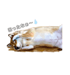 我が家のスタンプ！(鳥！猫！犬！)（個別スタンプ：4）