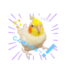 我が家のスタンプ！(鳥！猫！犬！)（個別スタンプ：5）