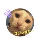 我が家のスタンプ！(鳥！猫！犬！)（個別スタンプ：6）