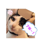 我が家のスタンプ！(鳥！猫！犬！)（個別スタンプ：7）