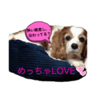 関西の可愛いすぎるチョコビだワン♡♡♡（個別スタンプ：6）