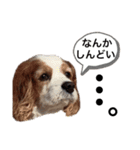 関西の可愛いすぎるチョコビだワン♡♡♡（個別スタンプ：9）