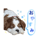 関西の可愛いすぎるチョコビだワン♡♡♡（個別スタンプ：11）