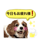 関西の可愛いすぎるチョコビだワン♡♡♡（個別スタンプ：13）