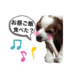 関西の可愛いすぎるチョコビだワン♡♡♡（個別スタンプ：15）