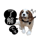 関西の可愛いすぎるチョコビだワン♡♡♡（個別スタンプ：16）