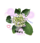 空と花と君と（個別スタンプ：1）