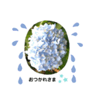 空と花と君と（個別スタンプ：5）