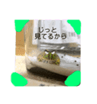 カエル3 桜（個別スタンプ：4）