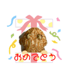 カエル3 桜（個別スタンプ：5）