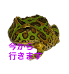 カエル3 桜（個別スタンプ：7）