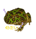 カエル3 桜（個別スタンプ：8）