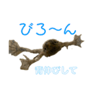カエル3 桜（個別スタンプ：12）