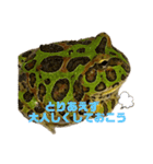 カエル3 桜（個別スタンプ：14）