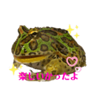 カエル3 桜（個別スタンプ：19）