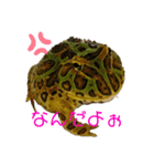 カエル3 桜（個別スタンプ：21）