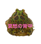 カエル3 桜（個別スタンプ：22）