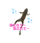 カエル3 桜（個別スタンプ：23）