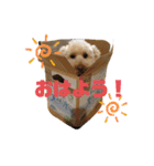ジェミちゃん（個別スタンプ：1）