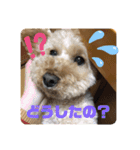 ジェミちゃん（個別スタンプ：12）