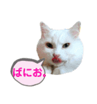かーちゃんちのスタンプ（個別スタンプ：1）