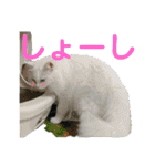 かーちゃんちのスタンプ（個別スタンプ：10）