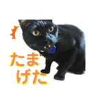 かーちゃんちのスタンプ（個別スタンプ：13）