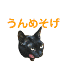 かーちゃんちのスタンプ（個別スタンプ：15）