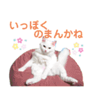 かーちゃんちのスタンプ（個別スタンプ：17）