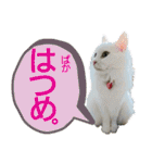 かーちゃんちのスタンプ（個別スタンプ：29）