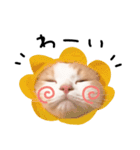 マンチカンのじょうたろう（個別スタンプ：1）