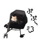 マンチカンのじょうたろう（個別スタンプ：3）