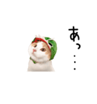 マンチカンのじょうたろう（個別スタンプ：8）