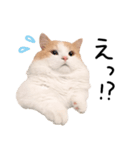 マンチカンのじょうたろう（個別スタンプ：16）