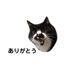 靴下猫のソックス♂（個別スタンプ：1）