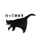 靴下猫のソックス♂（個別スタンプ：8）