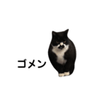 靴下猫のソックス♂（個別スタンプ：11）