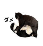 靴下猫のソックス♂（個別スタンプ：14）