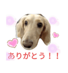 うちの愛犬ニコルめっちゃ可愛い（個別スタンプ：1）